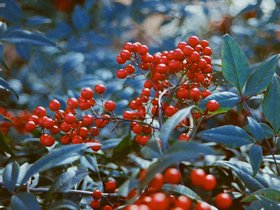 Film