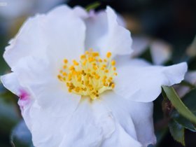 Misc Flowers